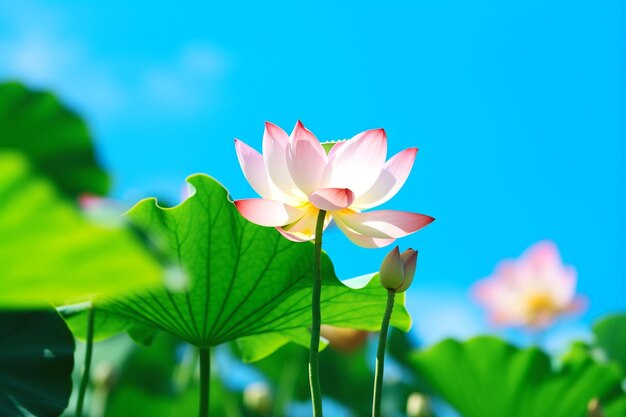 Photograph of lotus