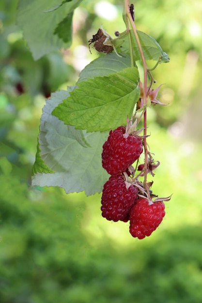 Photo photograph of ripe red raspberries on a branch in the garden