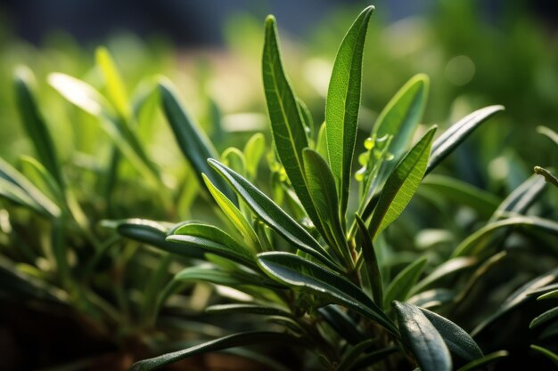 Photograph of rosemary leaf natural light generative ai