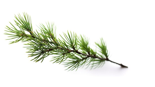 A photograph of tree brand infront of a solid white color background