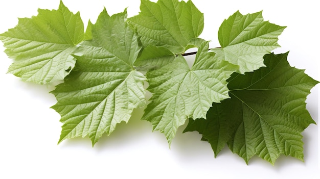 A photograph of tree brand infront of a solid white color background