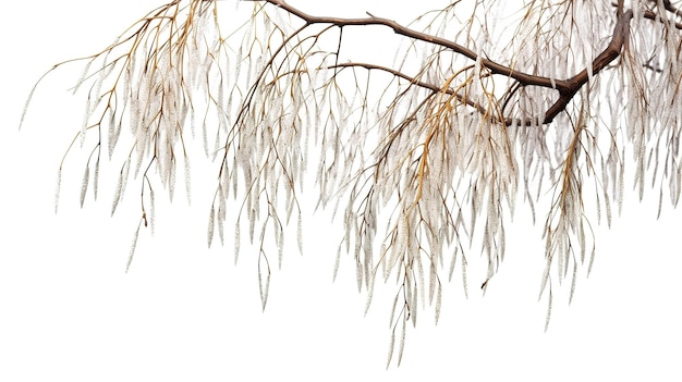 A photograph of tree brand infront of a solid white color background