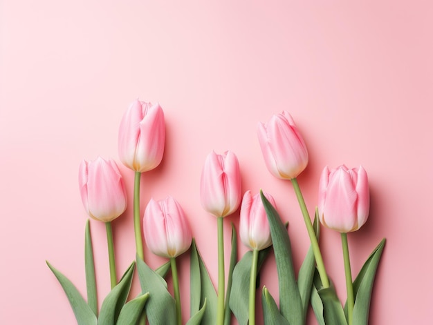 Photograph tulip flowers on colored background