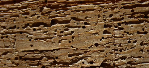 photograph of a wooden surface