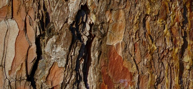 photograph of a wooden surface