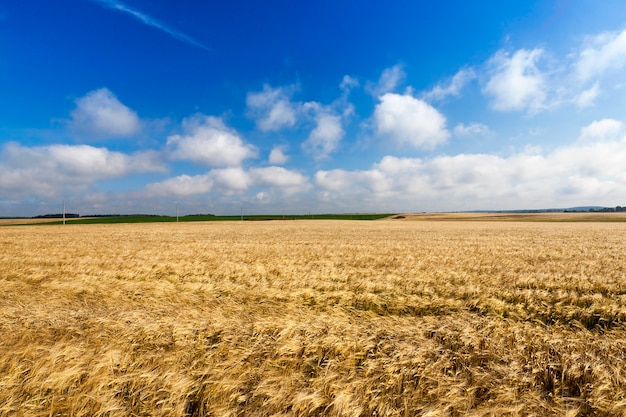 Primo piano fotografato di un campo agricolo dove coltivato grano