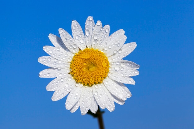 水滴で覆われた白い花びらを持つ写真のクローズアップデイジーの花。青い空を背景に