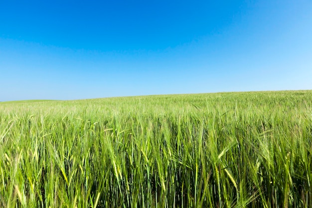 Photographed close-up ears of unripe green wheat, shallow depth of field