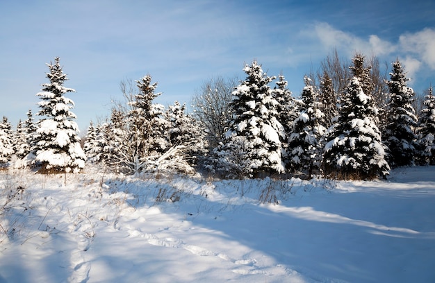 Photographed close up fir tree in winter