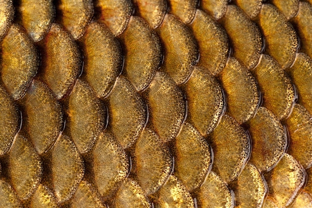 Photo photographed close-up of fish squama carp family.