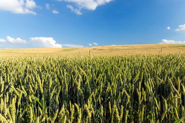 Photographed close-up of green wheat ears photographed from above. In the a blue sky