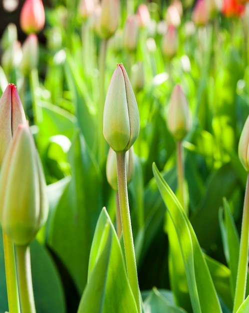 Photographed close up growing in a garden of red tulips. spring