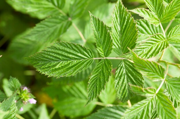 Photographed close-up of raspberry green leaves in the summer. Small depth of field.