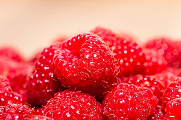 Photographed close up ripe red raspberries. food