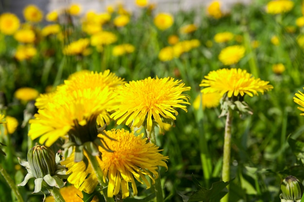 Photographed close-up of yellow dandelions in springtime, shallow depth of field