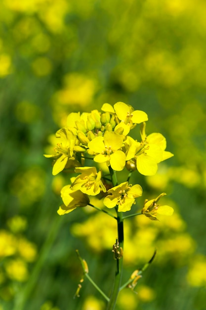 Photographed close up yellow flower of rape. Agriculture