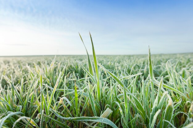 Photographed close up young grass plants green wheat growing on agricultural field, agriculture, autumn season,