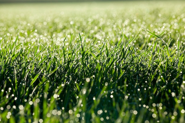 Photographed close up young grass plants green wheat growing on agricultural field, agriculture, morning dew on leaves,