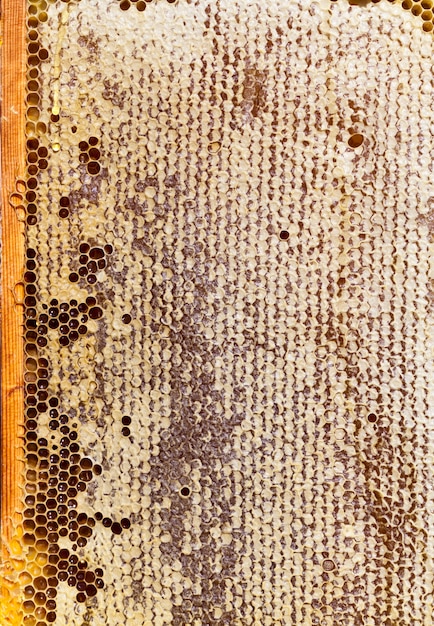 Photographed closeup honeycombs with honey