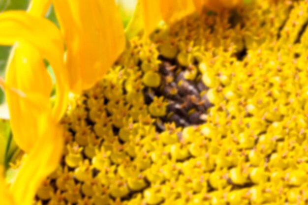 Photographed closeup of a sunflower