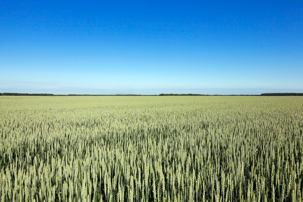 夏の未熟な緑の草、青い空を撮影