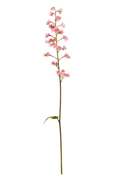 Photographed macro isolated on white surface flower Heuchera