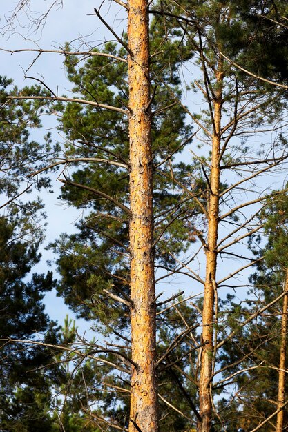 Photographed the tops of pines