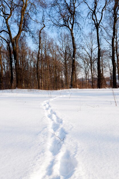 Photographed trail left on the snow.