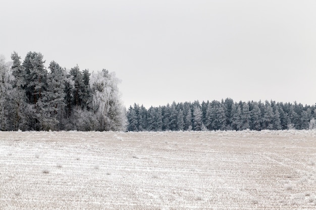 Photographed trees in the forest in the winter season