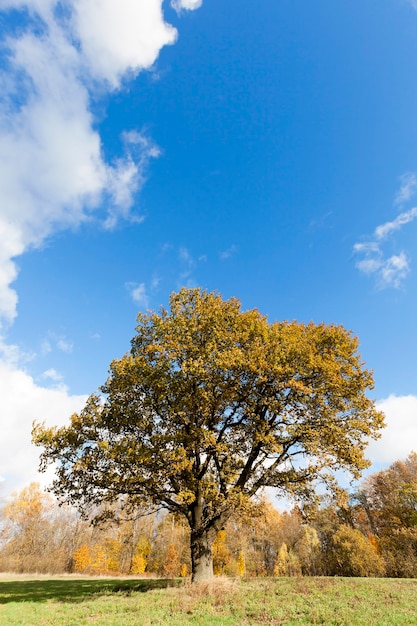 Сфотографированы деревья и природа осенью года, пожелтевшая растительность и дуб