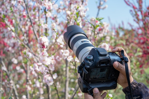 写真家がカメラを持って、ピンクの花が咲いている木の写真を撮っています。