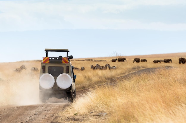 Photographer Safari Vehicle on Game Drive