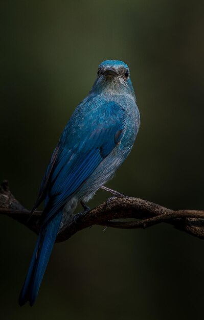 예술적 자연 속에서 새 사진 찍기 Verditer Flycatcher