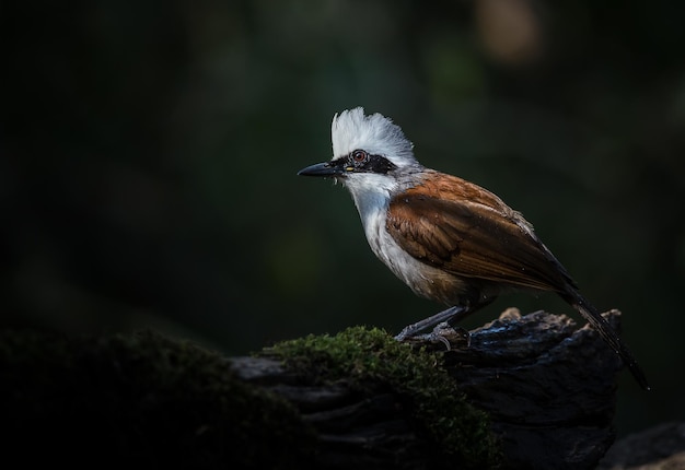 Photographing birds in artistic nature Whitecrested Laughing Thrush