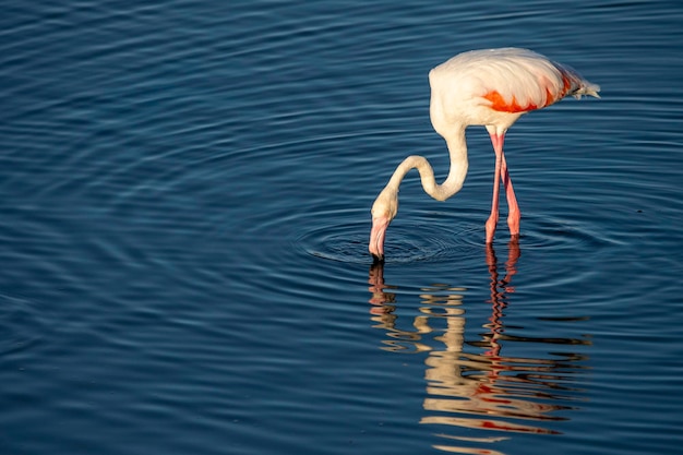 Photographing birds in the lagoon