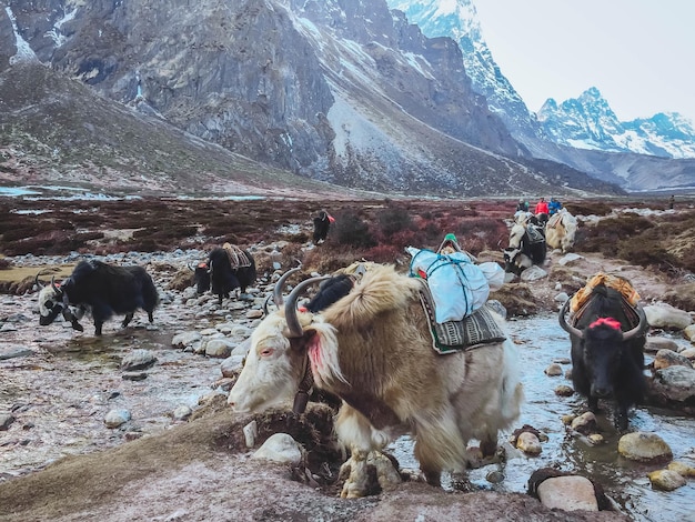 Photo photography of everest base camp in nepal everest trekking nepal life