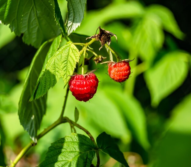 写真 全体の熟したベリーの写真、赤いラズベリー、薬用の緑の茎の葉、枝で構成されるラズベリーの写真、成熟した赤い甘い食べ物、健康上新鮮な赤いベリーのラズベリーを食べる