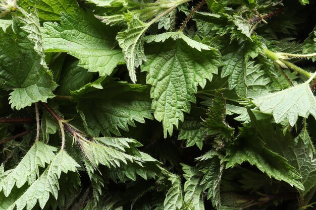 Photo photography of fresh nettle heads for food illustration