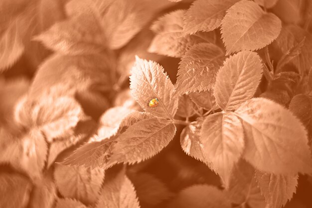 Photo photography from above of green leafs with ladybug on itcolored in pech fuzz