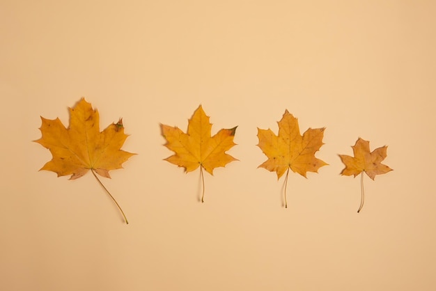 Photography from above of several dry maple leafsautumn concept