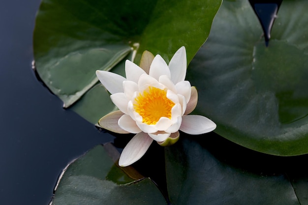 Photography from above of water lily in the water