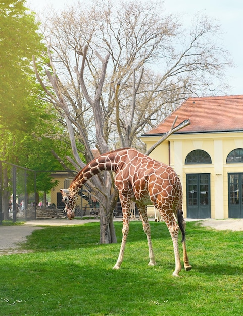 Photography of a giraffe at the zoo in vienna on a clear day