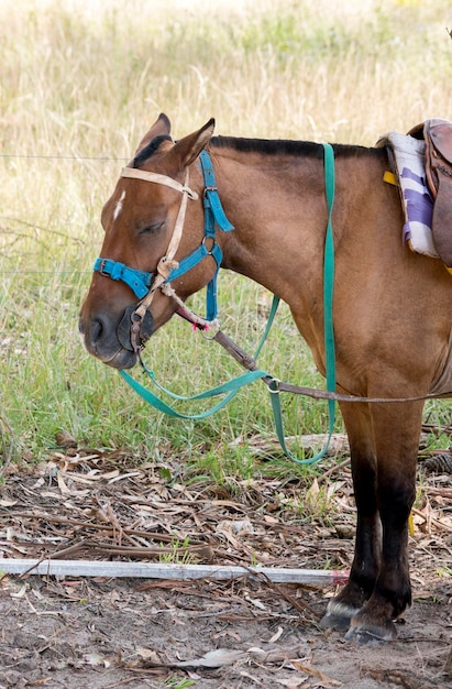 写真 森の馬の写真撮影