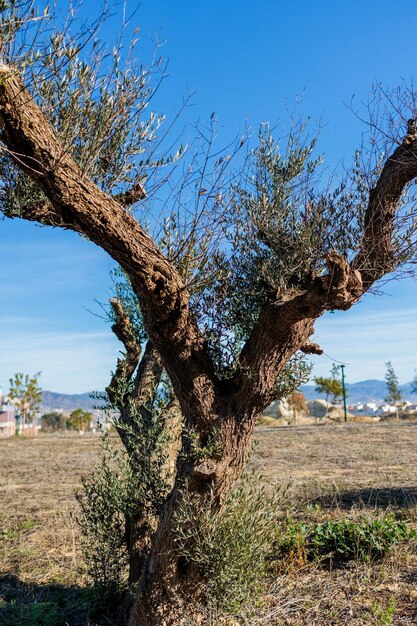 photography of olive tree in field on the outskirts of Malaga Spain