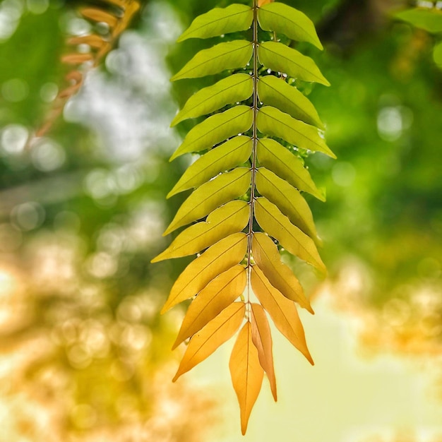 Photography of A row of leaves