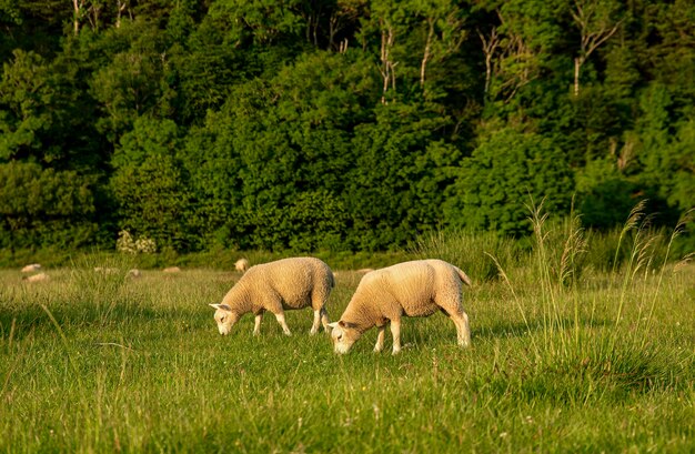 Photography of sheep