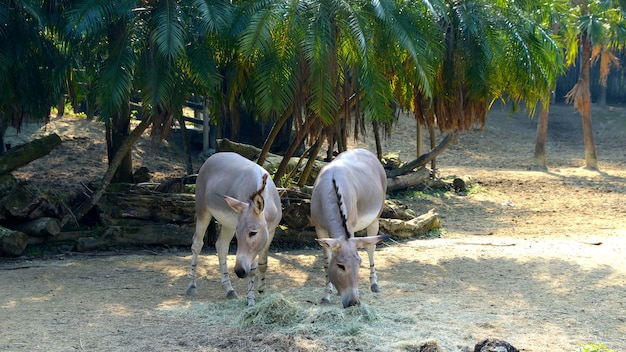 Фотография сомалийского дикого осла, поедающего на лугу Equus africanus of Chordata