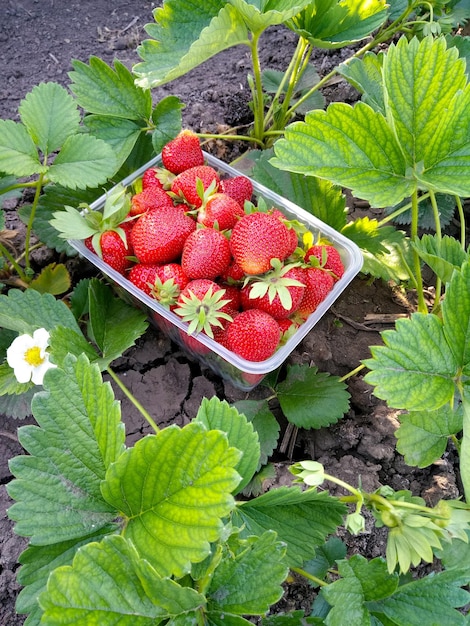 Photo photography strawberries