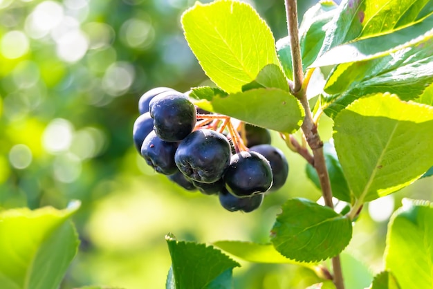 Photography on theme beautiful berry branch aronia bush with natural leaves under clean sky photo consisting of berry branch aronia bush outdoors in rural floral berry branch aronia bush in garden