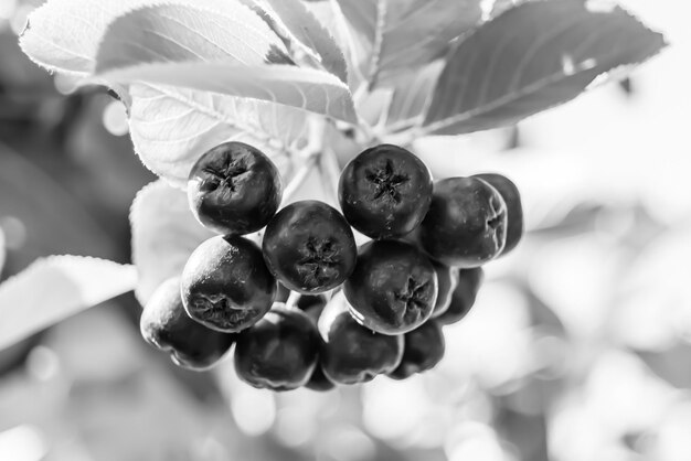 Photo photography on theme beautiful berry branch aronia bush with natural leaves under clean sky photo consisting of berry branch aronia bush outdoors in rural floral berry branch aronia bush in garden